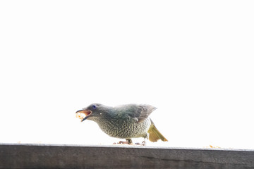 a female Bowerbirds eating food Australia Queensland white background