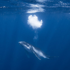 Fototapeta premium Humpback Whale Calf