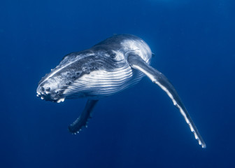 Humpback Whale Calf © Sean