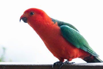 beautiful king parrot Australian native bird red and green beautiful colourful wild animal white background