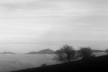 A tree silhouette above a sea of fog and mountains with snow at the distance