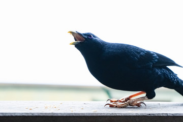 male bowerbird beak purple eyes with white background Australia Queensland