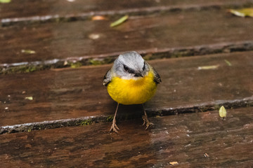 eastern yellow robin Lamington National Park Queensland Australia small cute little wildlife pretty