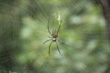 spider on web