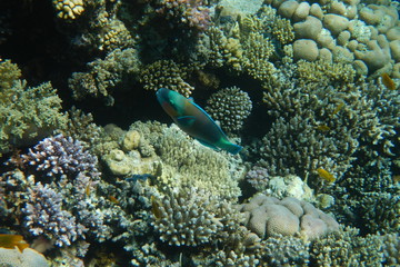 A bright parrot fish swims among corals in the Red Sea, Egypt