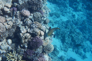 A bright parrot fish swims among corals in the Red Sea, Egypt