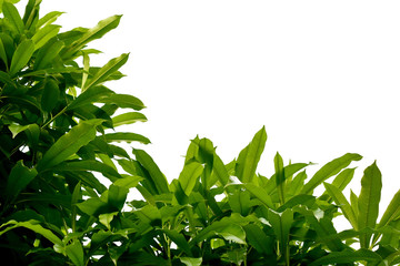 Green leaves isolated on white background