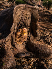 Giant Galapagos Tortoise 