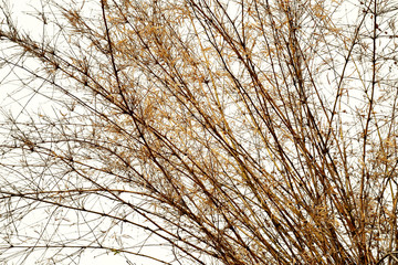 Dry bamboo tree isolated on white background
