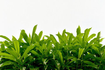 reen leaves isolated on white background