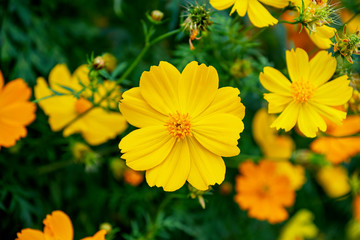 Cosmos, Mexican aster.,Beautiful yellow flowers