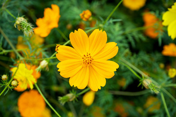 Cosmos, Mexican aster.,Beautiful yellow flowers