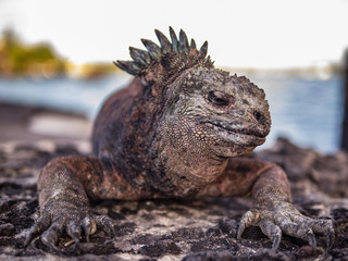 Galapagos Iguana