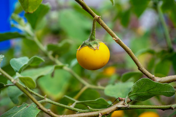 Cock Roach Berry Blurred Backgrounds