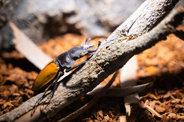 close up beetle insect staff for show