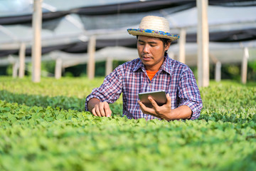 Asian farmer in hat using a digital tablet and checking young seedlings in his farm in the...