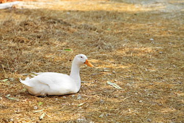 young white ducks on dry grass in a farm, white duck in thailand