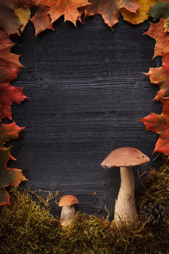 Autumn background with mashrooms, maple leaves and moss