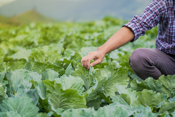 Asian farmer holding young seedlings in his farm in the vegetable garden