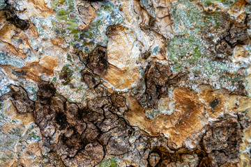 Closeup Brownish Tree Bark Texture For Background or Overlay , The background is a close-up bark picture.