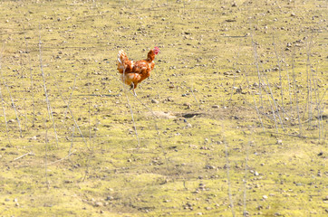 One free range cock in a farmyard