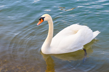 Naklejka premium White mute swan swimming with reflection