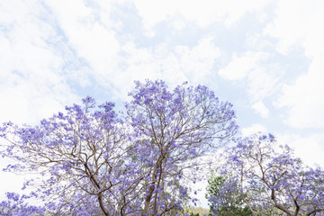 Naklejka premium jacaranda tree in bloom Australia Queensland tree blossom
