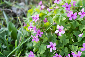 秋　花　紫　雑草