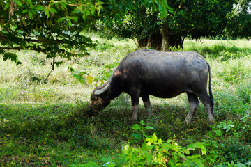 warthog in zoo
