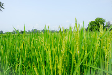 Fototapeta premium green grass on blue background