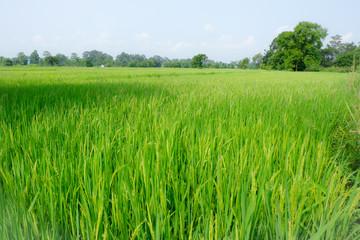 green wheat field and blue sky