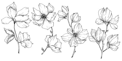 Vector Magnolia floral botanical flowers. Black and white engraved ink art. Isolated magnolia illustration element. - 300554399