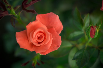Coral rose flower in roses garden. Top view.