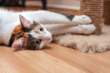 Satisfied young cat lying on the floor near the post for sharpening claws.