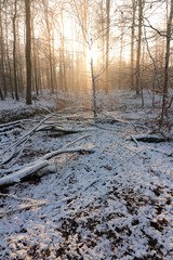 winter forest with snow and sunshine