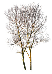 Fototapeta na wymiar Leafless tree isolated on white background.