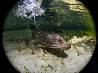 Fototapeta premium Galapagos Sea Lions