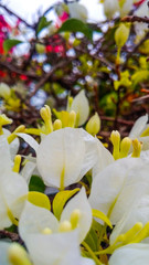 Close up on white flowers