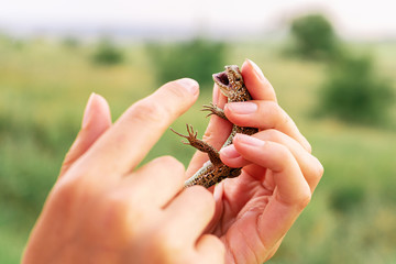 The lizard in the girl's hands wants to bite her finger.
