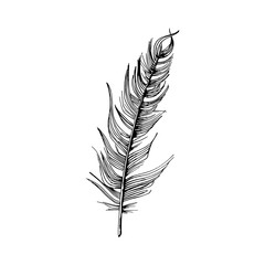 Fototapeta premium Feather. Hand-drawn sketch of a bird feather. Black and white vector illustration isolated on white background.