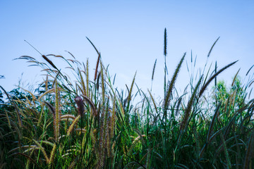 Fototapeta premium green grass and sky