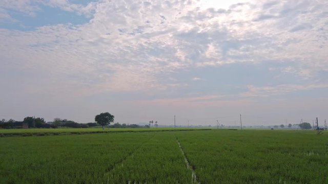 Rows of lush green rice fields moving by under the morning sun over the clouded sky