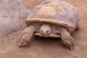 African Spurred Tortoise standing on paws next to a big rock