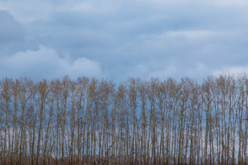 autumn landscape with trees and clouds