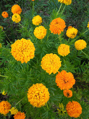  calendula