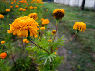  calendula
