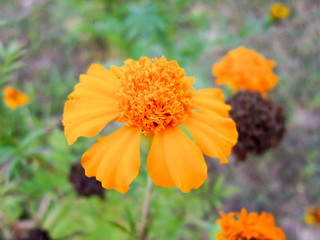  calendula