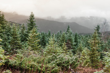 Pine forest in cloudy weather