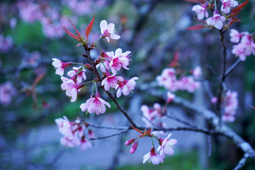 Cherry blossoms in Thailand , Sakura , Phaya Sua flower