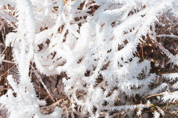 Close-up grass in hoarfrost.
